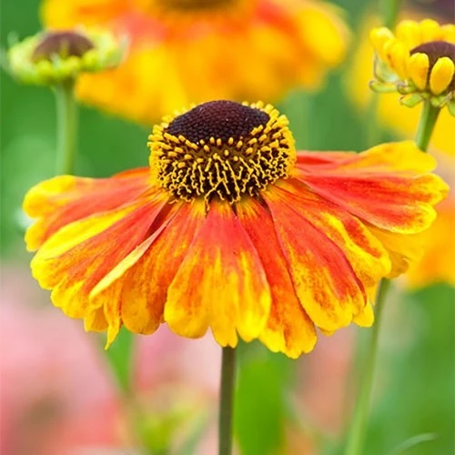 Helenium Sahins Earlz Flowerer